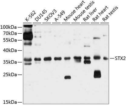 Anti-Syntaxin 2 / STX2 Antibody