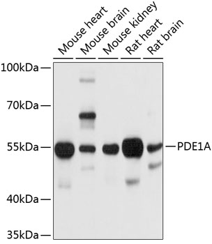 Anti-PDE1A Antibody