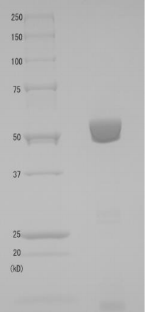 Native Diphtheria Toxin Mutant CRM197 (Functional) (Non-Toxic)