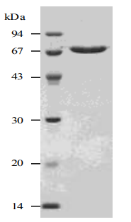 Recombinant Streptolysin O (Functional)