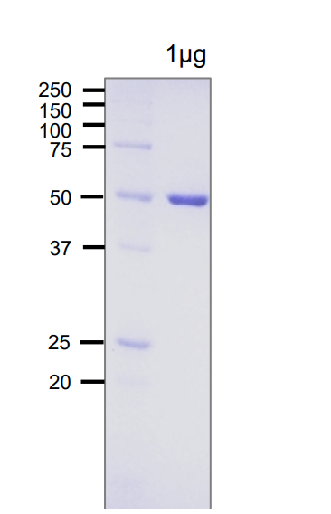 Recombinant E. coli DNA Photolyase Protein (Functional)