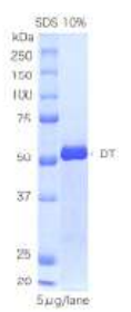 Native Diphtheria Toxin (Functional)