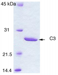 Native Botulinum C3 Enzyme (Functional)