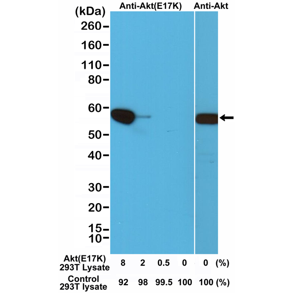 Anti-AKT (E17K mutant) Antibody [RM336]