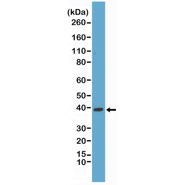 Anti-p38 MAPK Antibody [RM245]