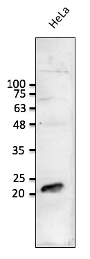 Anti-RAB1B Antibody