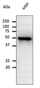 Anti-Maltose Binding Protein Antibody