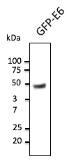 Anti-HPV11 E6 Antibody