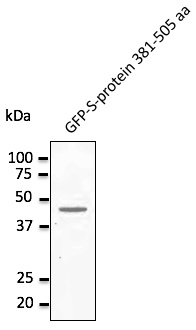 Anti-MERSC-CoV Spike Protein Antibody