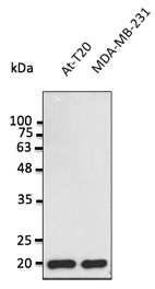 Anti-BAX Antibody