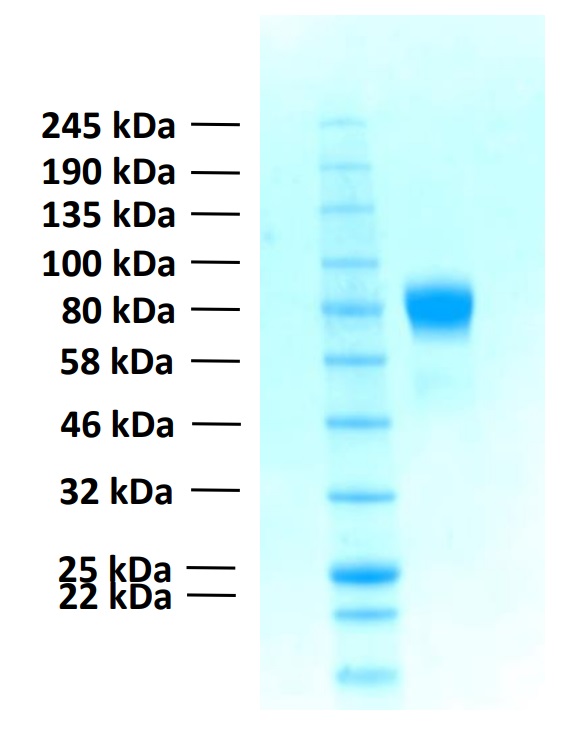 Recombinant Human FGFR1c Protein (Functional)