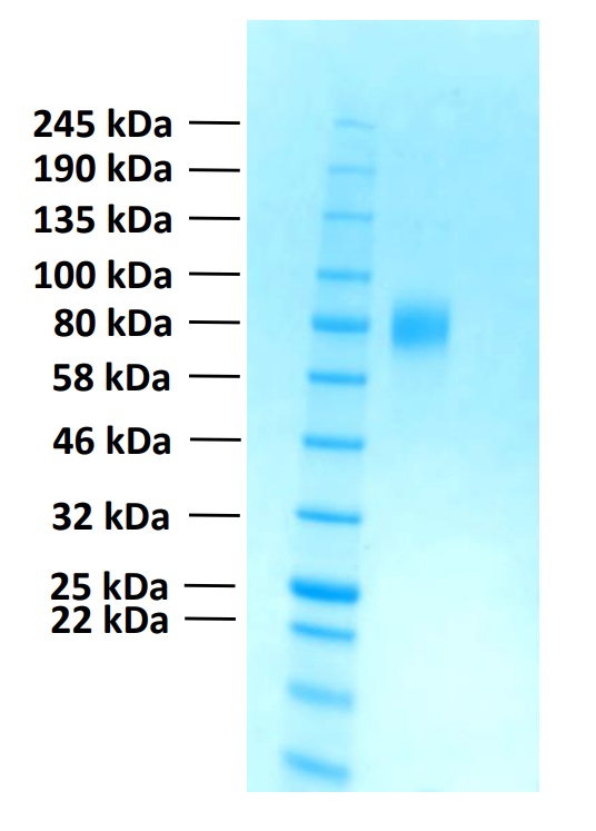 Recombinant Human FGFR2c Protein (Functional)