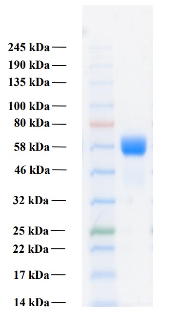 Recombinant Human FGFR3b Protein (Functional)