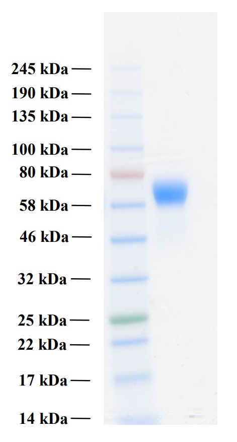 Recombinant Human FGFR3c Protein (Functional)