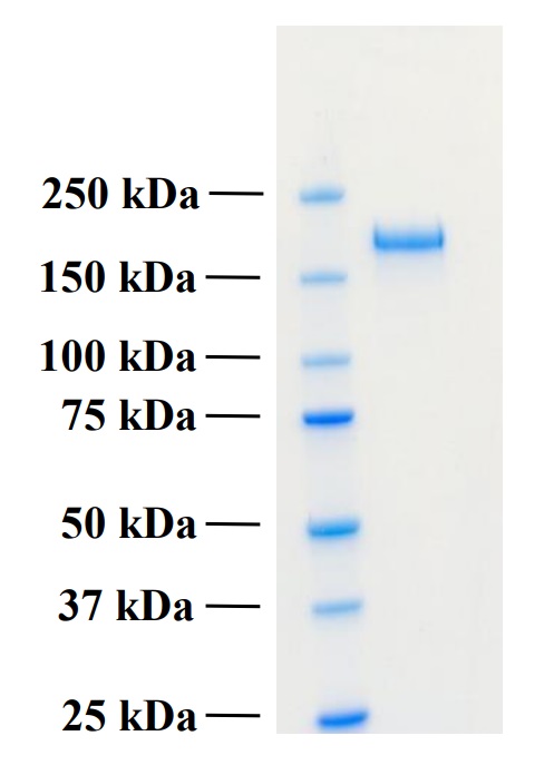Recombinant Human PLA2R1 Protein (Functional)
