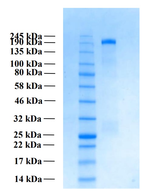 Recombinant Human THSD7A Protein (Functional)