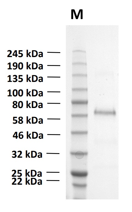 Recombinant Human CD73 Protein (Functional)