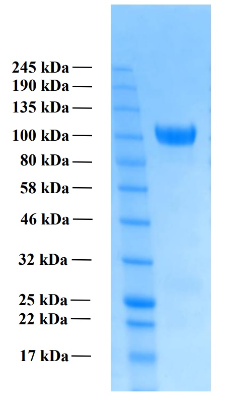 Recombinant Human Amyloid Precursor Protein alpha (Functional)