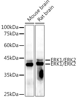 Anti-ERK1 + ERK2 Antibody [AMC0488]