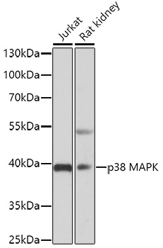 Anti-p38 alpha / MAPK14 Antibody