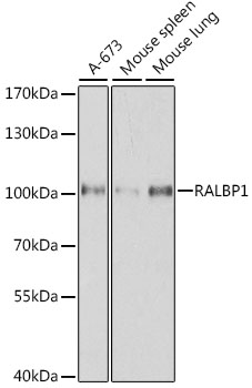 Anti-RALBP1 Antibody