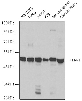 Anti-FEN1 Antibody