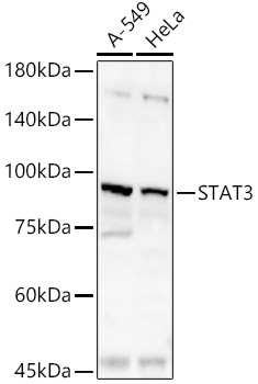 Anti-STAT3 Antibody