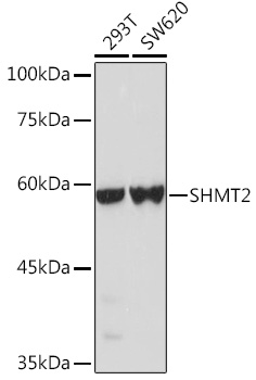 Anti-SHMT2 / SHMT Antibody - Identical to Abcam (ab180786)