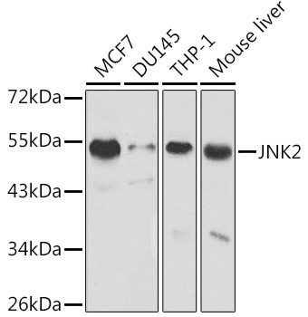 Anti-JNK2 Antibody - Identical to Abcam (ab178953)