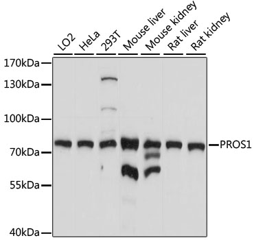 Anti-Protein S Antibody