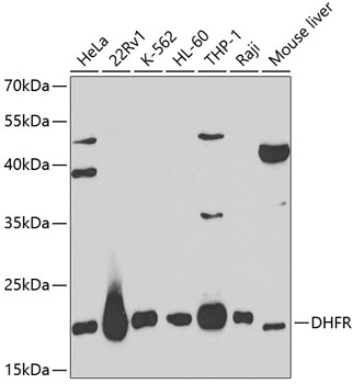 Anti-Dihydrofolate reductase (DHFR) Antibody