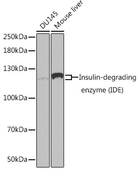 Anti-Insulin degrading enzyme / IDE Antibody