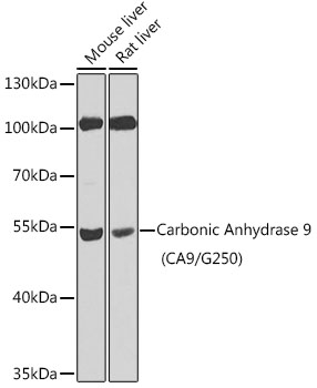 Anti-Carbonic Anhydrase 9 / CA9 Antibody