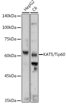 Anti-KAT5 / Tip60 Antibody