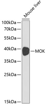 Anti-MOK protein kinase Antibody