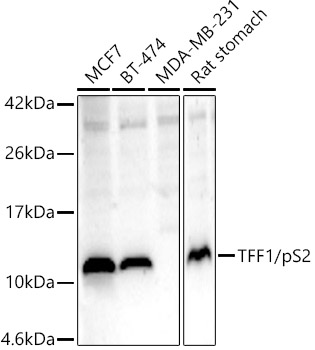 Anti-Estrogen Inducible Protein pS2 Antibody