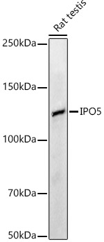 Anti-IPO5 Antibody - Identical to Abcam (ab187175)