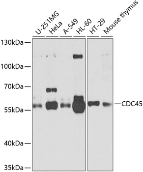 Anti-CDC45L Antibody