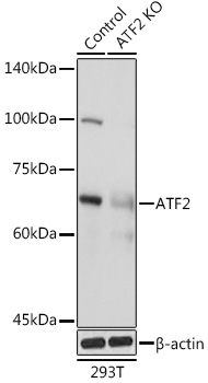 Anti-ATF2 Antibody