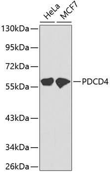 Anti-PDCD4 Antibody