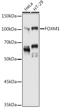 Anti-FOXM1 Antibody