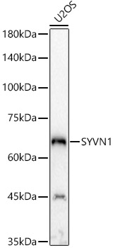 Anti-SYVN1 / HRD1 Antibody