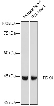 Anti-PDK4 Antibody