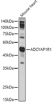 Anti-PACAP receptor / ADCYAP1R1 Antibody