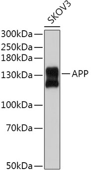 Anti-Amyloid Precursor Protein Antibody