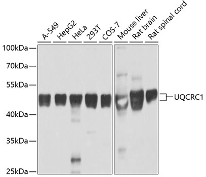 Anti-Ubiquinol-Cytochrome C Reductase Core Protein I Antibody