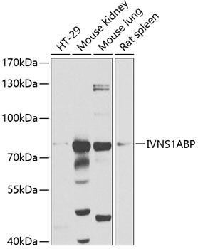 Anti-Influenza Virus NS1A Binding Protein Antibody