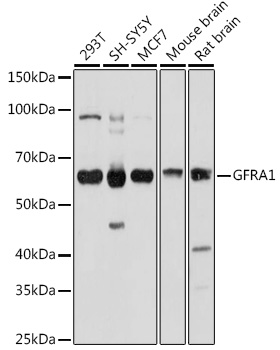 Anti-GDNF Receptor alpha 1 / GFRA1 Antibody - Identical to Abcam (ab186855)