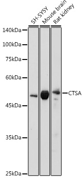 Anti-Protective protein / Cathepsin A (phospho PCA) Antibody