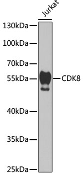 Anti-Cdk8 Antibody